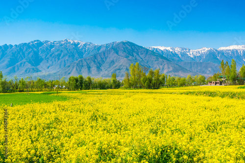 Mustard field with Beautiful  snow covered mountains landscape Kashmir state  India