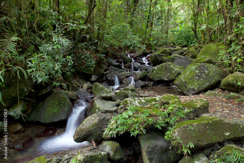 Stream in Caribbean National Forest of El Yunque, Puerto Rico