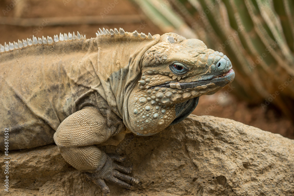 Fototapeta premium Iguana