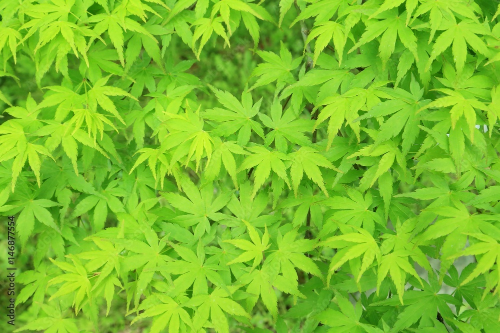 新緑のモミジの壁紙イメージ Stock 写真 Adobe Stock