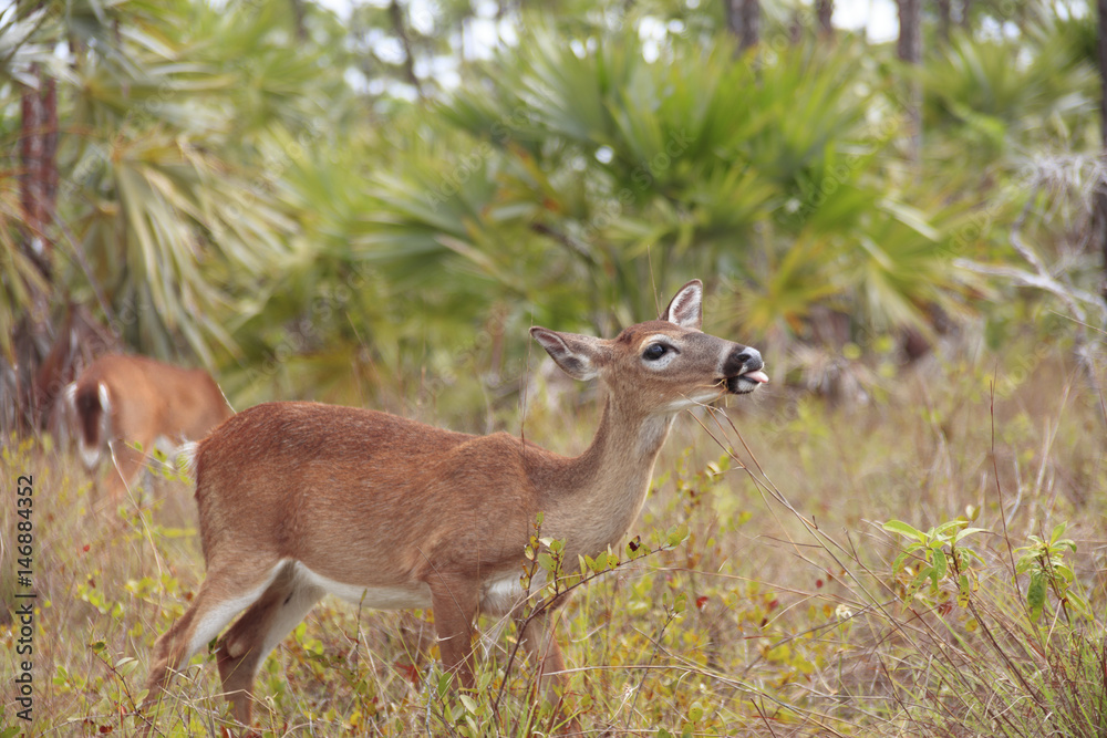 Obraz premium Key Deer