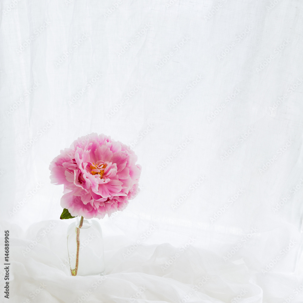 Pink peony on white background Pink peony on white background