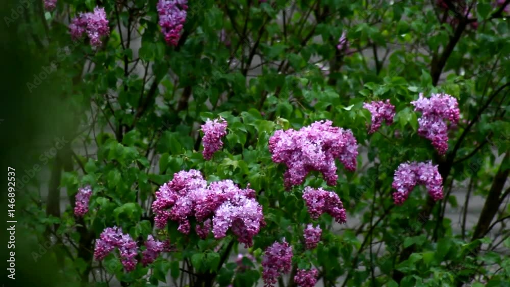 Pink bunches of Lilacs Pink bunches of Lilacs