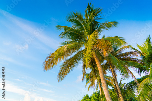 Beautiful tropical Maldives island with palms tree around .