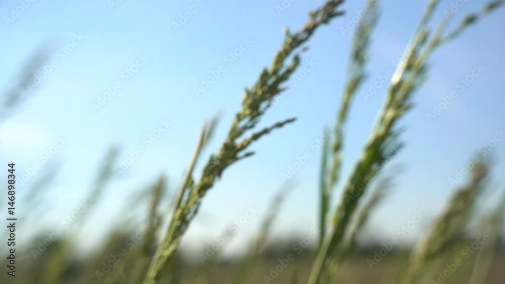 Wheat Ears in the Countryside in a Windy Day in Slow Motion Wheat Ears in the Countryside in a Windy Day in Slow Motion