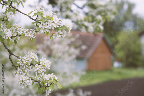 Blossoms pear tree in the garden with rural house on background