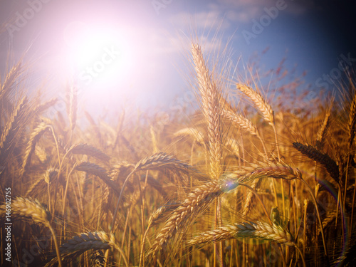 Wheat closeup