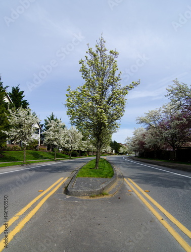 Cherry blooming over median of a residential road in Seattle suburbs