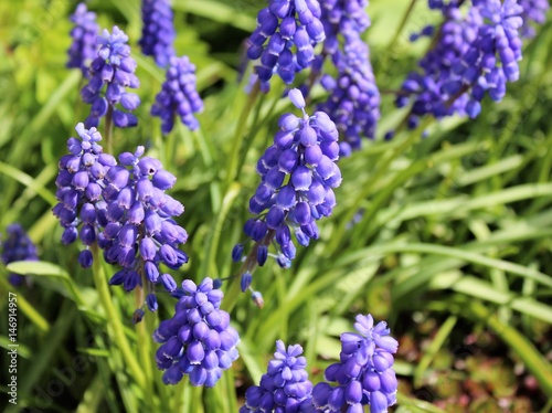 Muscari flowers bloom in spring garden 