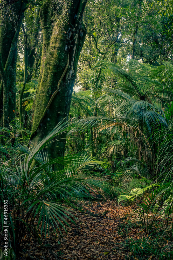 Fototapeta premium Jungle