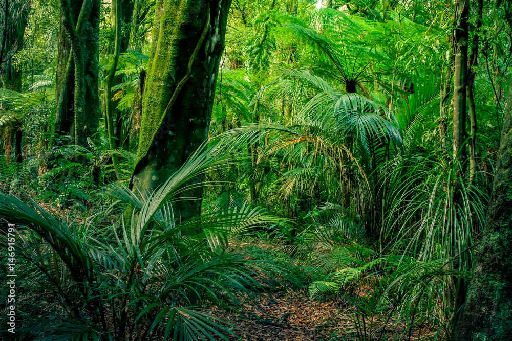 Naklejka premium Jungle