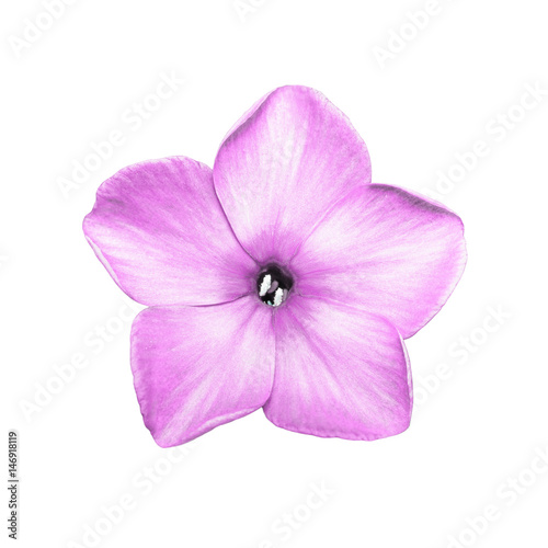 Pink Phlox Flower Isolated on White