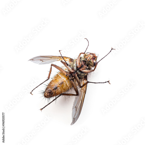 Fly Insect Isolated on White