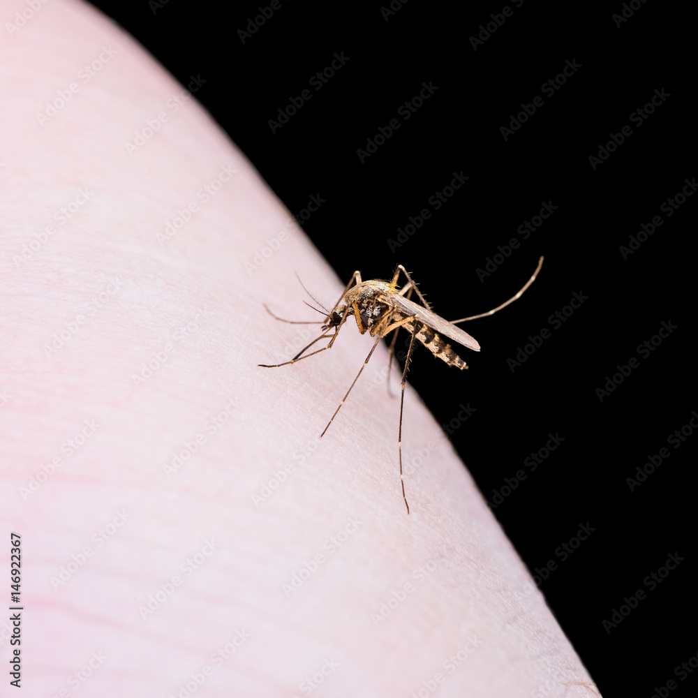 Malaria Virus Mosquito Sting on Black Background Malaria Virus Mosquito Sting on Black Background