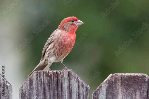 Male house finch on a wooden fence.