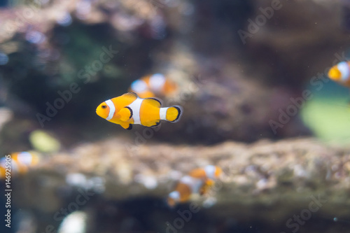 Clownfish in Saltwater Coral Reef Aquarium photo