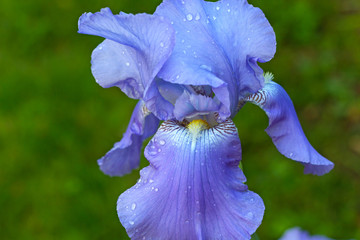 Papier peint photo Iris Iris bleu aux gouttes de pluie  © avmedved