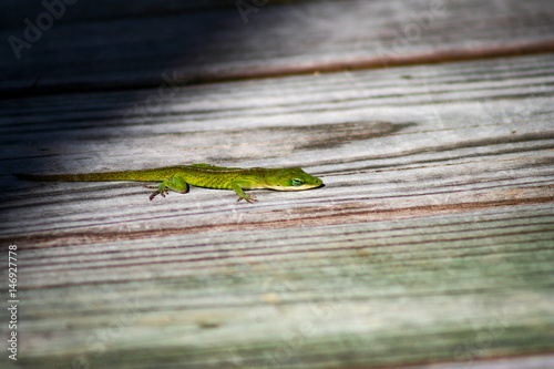 Boardwalk Lizard