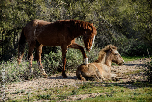 wild mare horse pawing her young colt in the desert outside Phoenix  Arizona