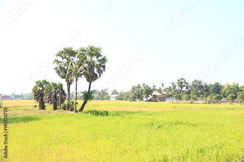 Countryside near Siem Reap, Cambodia