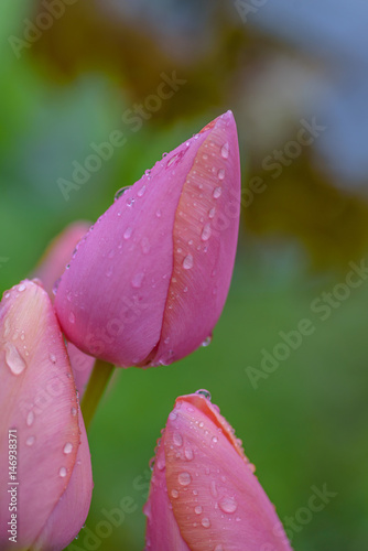 macro of pink tulips in spring after April showers