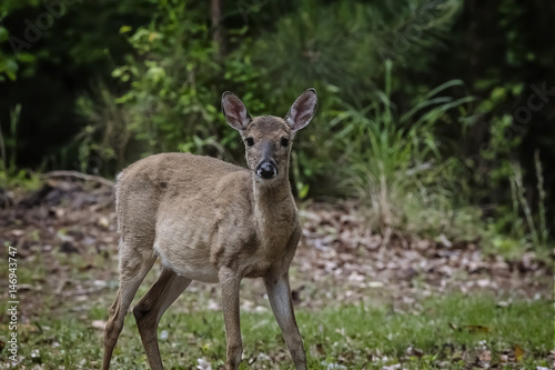 White Tailed Deer in Forest