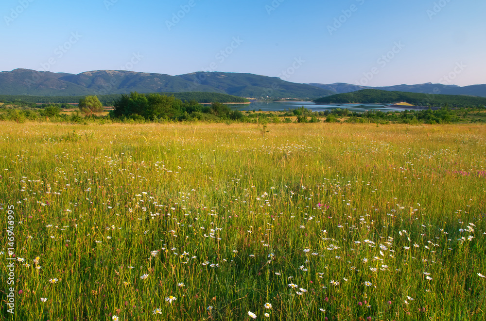 Spring flowers of daisy in meadow. Spring flowers of daisy in meadow.