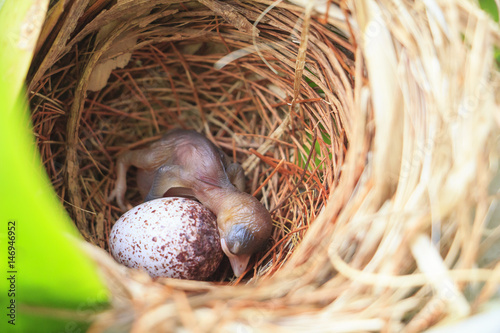Bulbul chick and egg in nest (chick just born 1 day)
