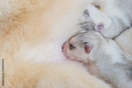 Siberian husky puppy © ztranger