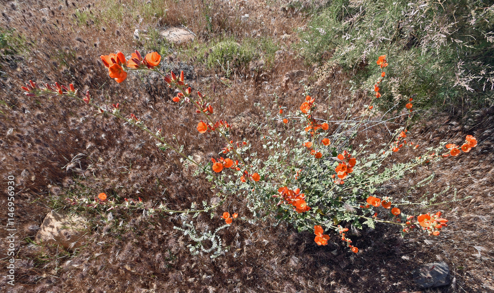 Blühende Sphaeralcea (Orange Wüstenmalve) Blühende Sphaeralcea (Orange Wüstenmalve)