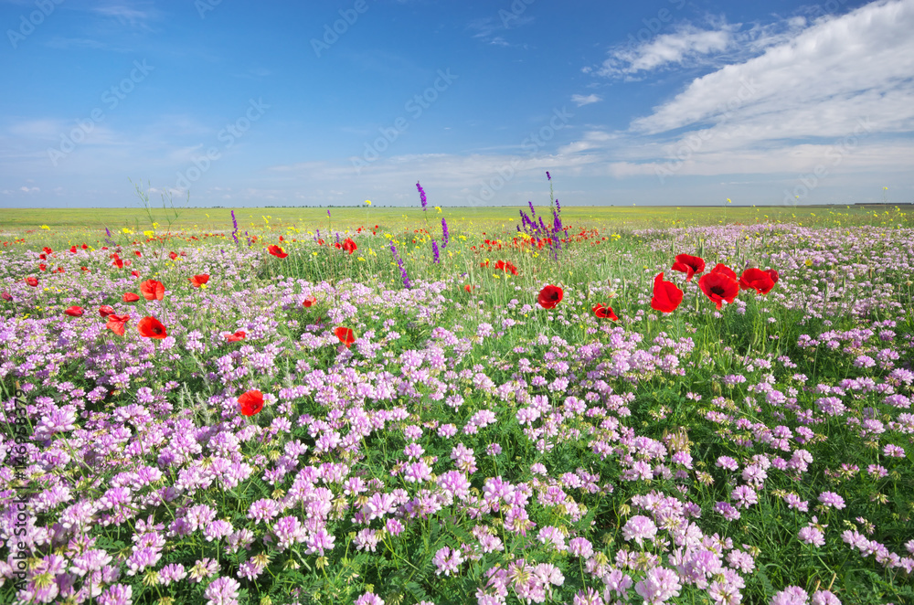 Obraz premium Spring flowers in meadow.