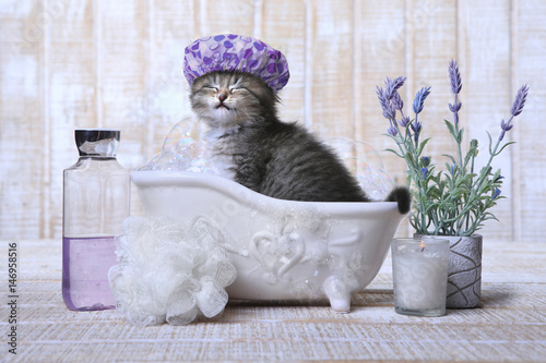 Fototapeta Naklejka Na Ścianę i Meble -  Adorable Kitten in A Bathtub Relaxing