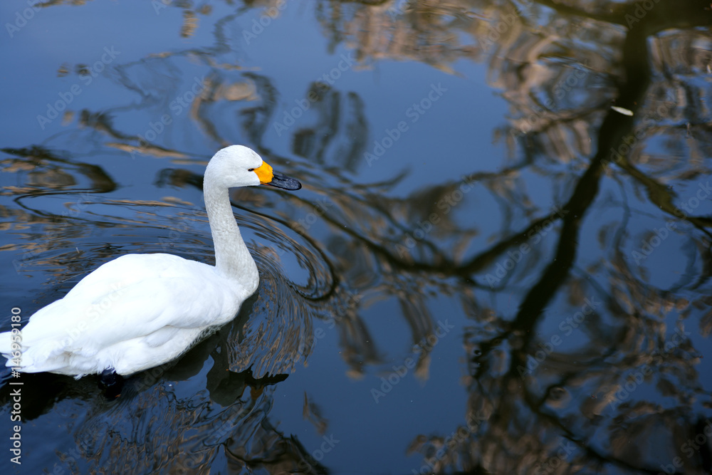 Fototapeta premium 池を泳ぐ白鳥