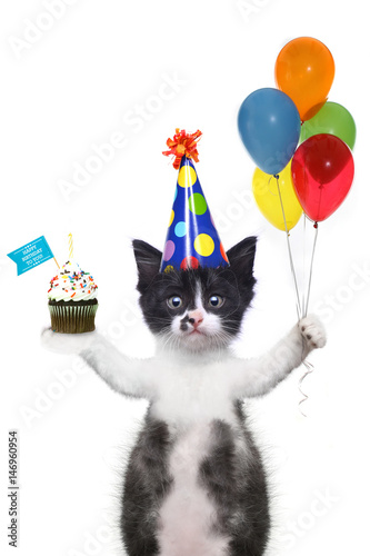 Fototapeta Naklejka Na Ścianę i Meble -  Cute Kitten Wishing You a Happy Birthday