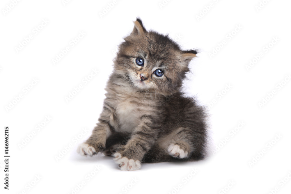 Fototapeta premium Tiny 4 Week Old Kitten on White Background