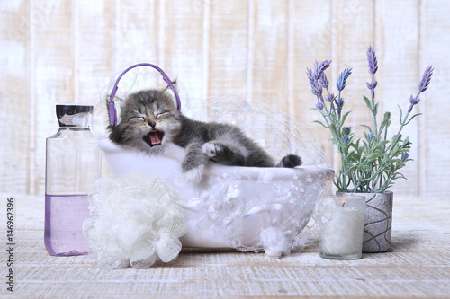 Fototapeta Naklejka Na Ścianę i Meble -  Cute Adorable Kitten in A Bathtub Relaxing