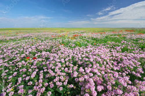 Spring flowers in meadow.