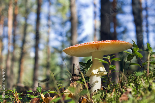 autumn landscape with forest and a mushroom a fly agaric