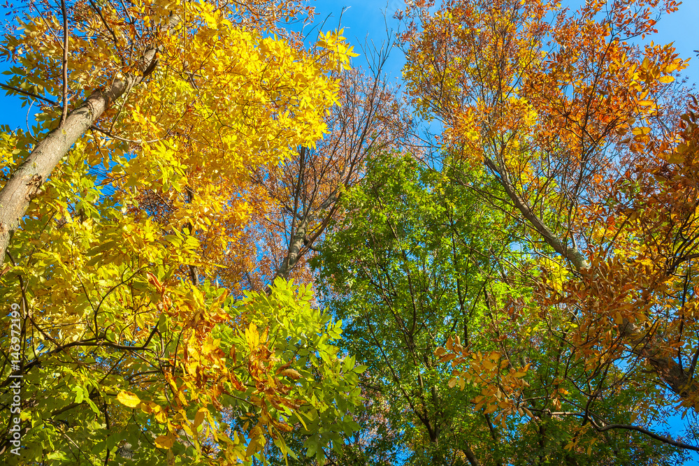 beautiful autumn landscape with trees against blue sky. multi colored leaves on autumn trees in park beautiful autumn landscape with trees against blue sky. multi colored leaves on autumn trees in park