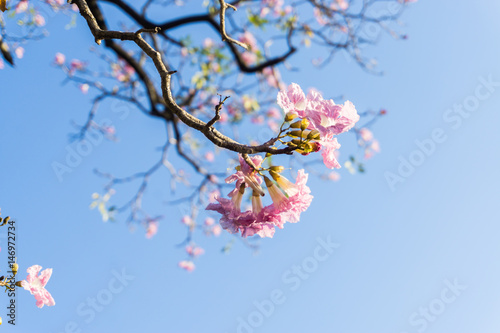 Pink Flowers, Pink sakura on blue sky background.