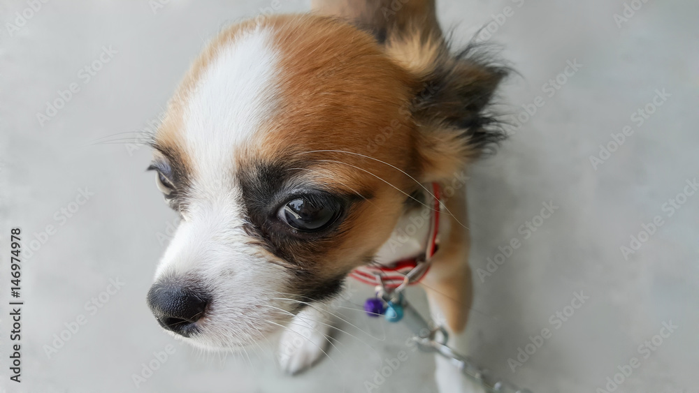 cute little dog, puppy chihuahua isolated on background