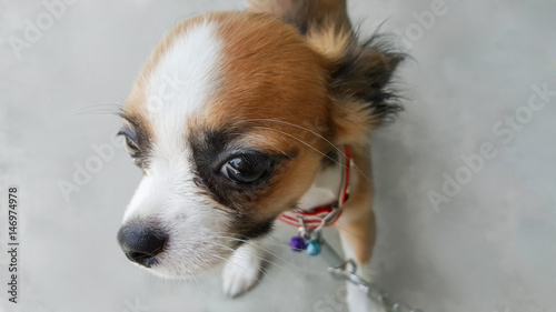 cute little dog, puppy chihuahua isolated on background