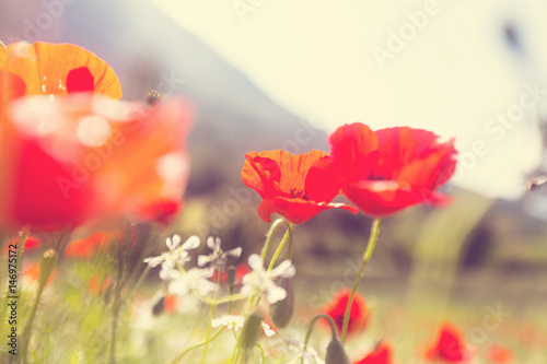Fototapeta Naklejka Na Ścianę i Meble -  Poppy