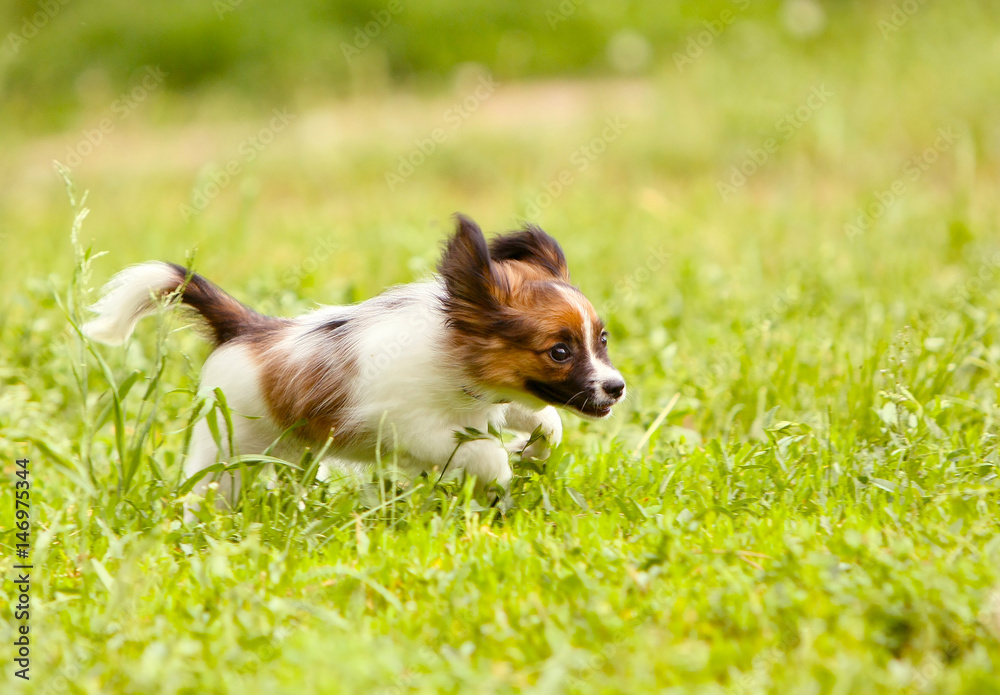 The active puppy of the Papillon quickly runs along the green lawn. A white dog with a red head jumping in the grass. The speed of movement of an animal in nature.