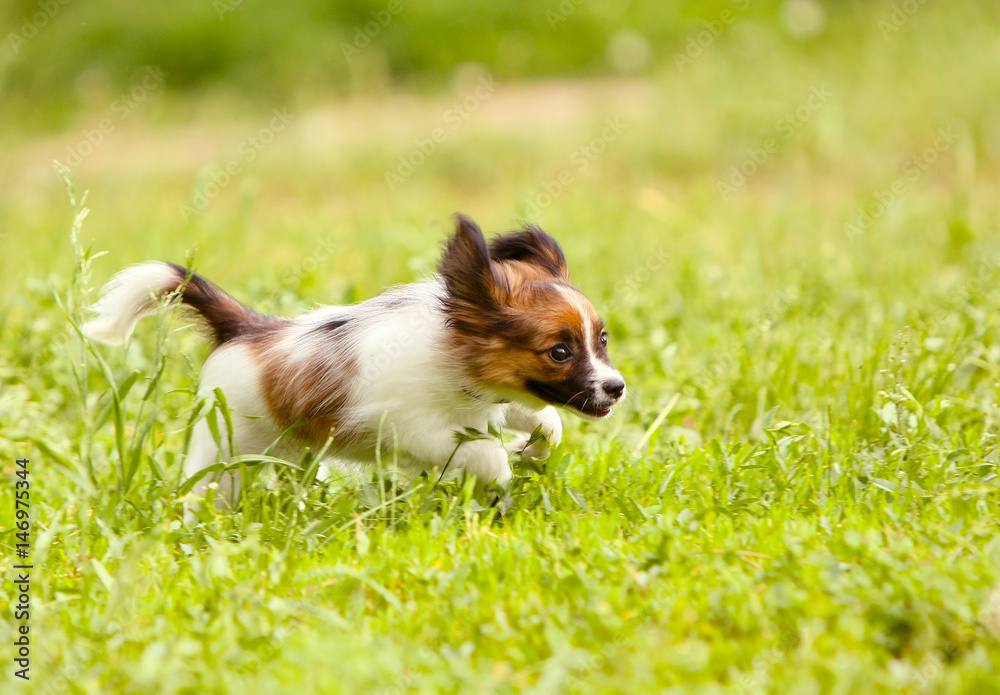 The active puppy of the Papillon quickly runs along the green lawn. A white dog with a red head jumping in the grass. The speed of movement of an animal in nature. The active puppy of the Papillon quickly runs along the green lawn. A white dog with a red head jumping in the grass. The speed of movement of an animal in nature.