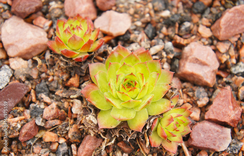 Sempervivum green plant on rocky granite ground photo