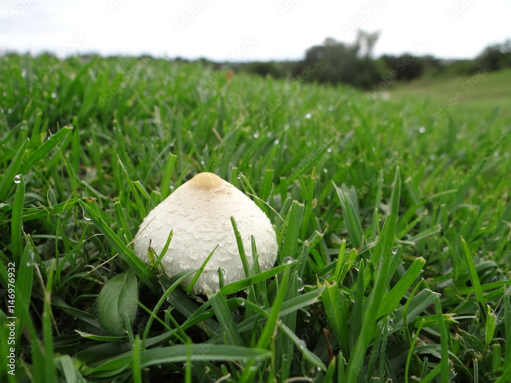 mushroom mushroom