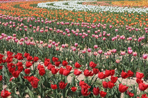 Wallpaper Mural チューリップ畑 Torontodigital.ca