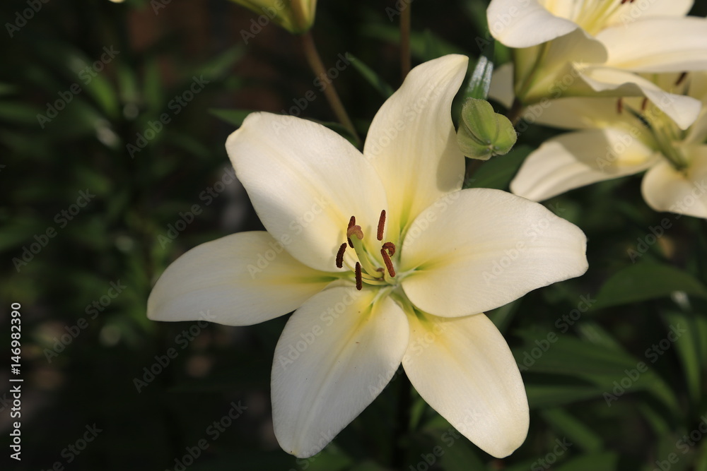 百合の花 百合の花