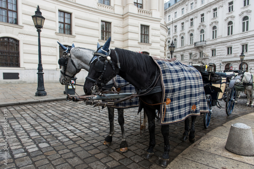 Vienna. Austria. Horses with carriages and carts waiting for tourists in the old city streets.